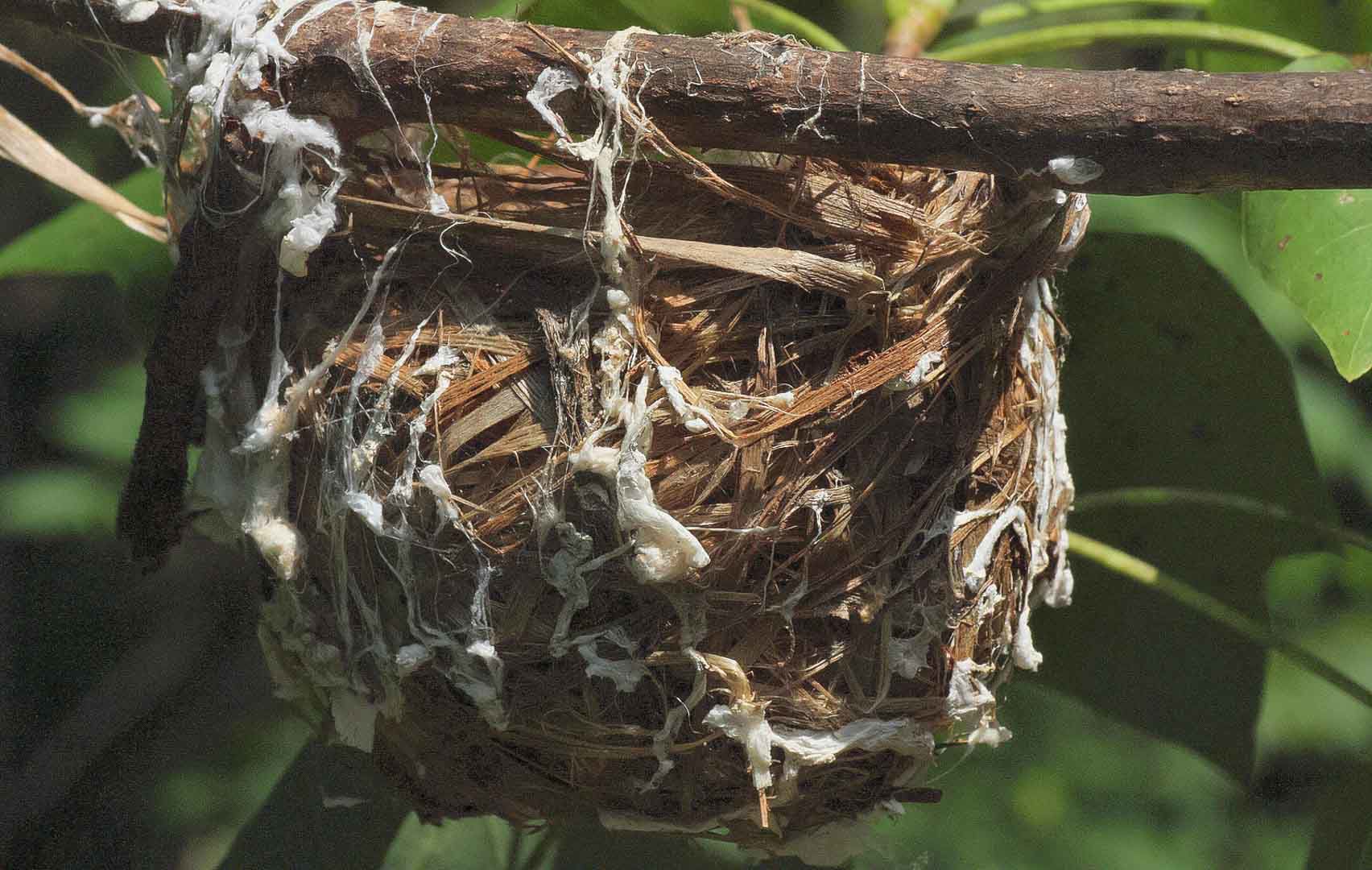 Empty Red-eyed Vireo nest found in Tuliptree cut down in back of the Johnsons' house